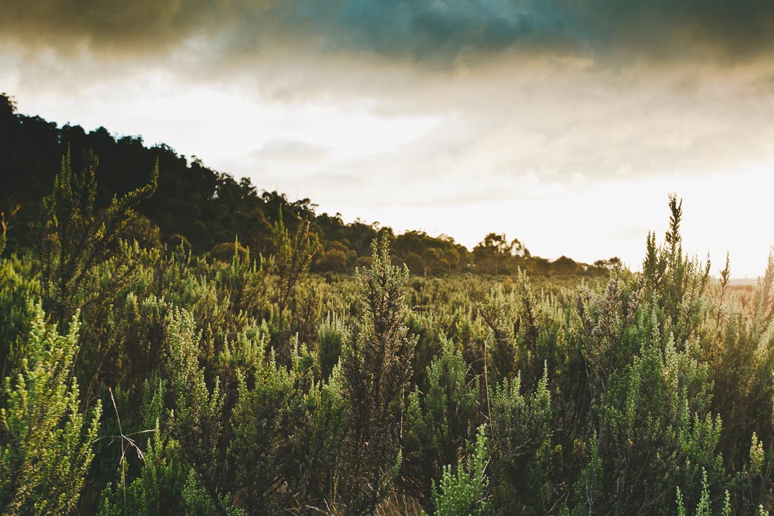 Tasmania 2014 16