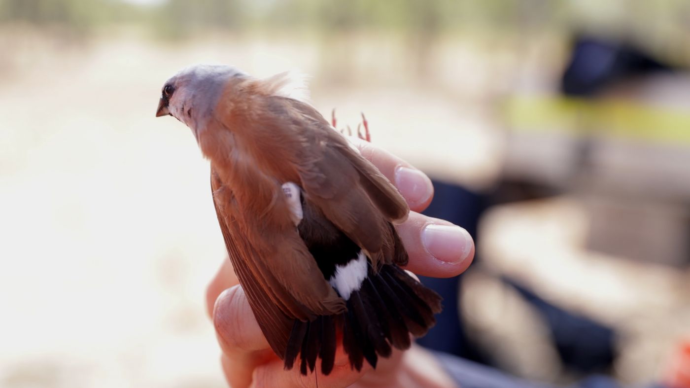 Black-throated Finch | Bravus Mining & Resources