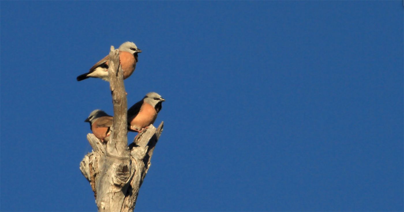 Black-throated Finch Management Plan