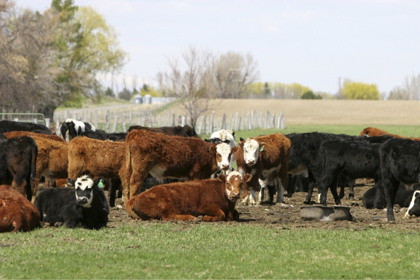 WA beef on the menu for ASX-listed ag player