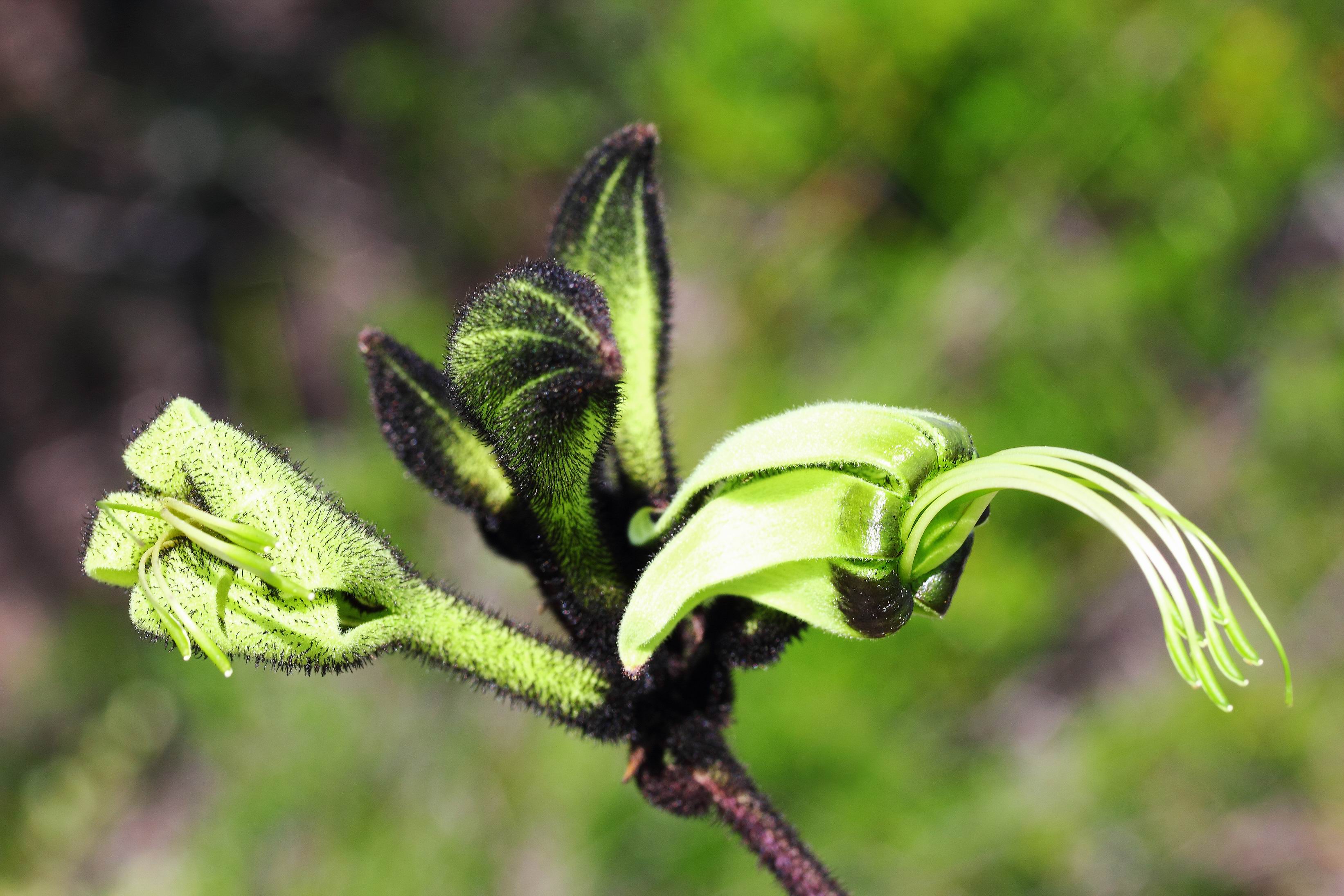 The 'Black Kangaroo Paw'.