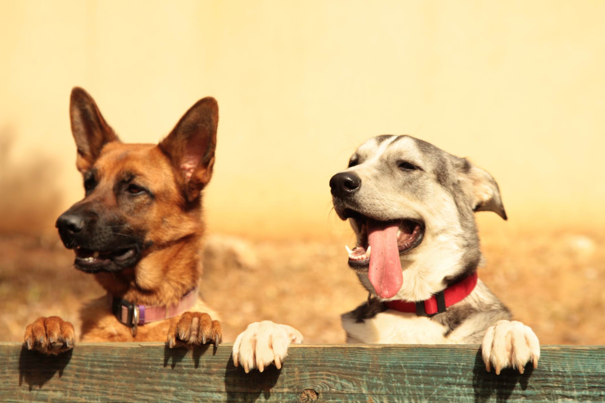 Fenced Dog Parks Mandurah Fenced Dog Parks Mandurah