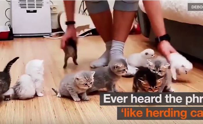 National Kids and Pets Day – Photographer tries herding kittens for family photo