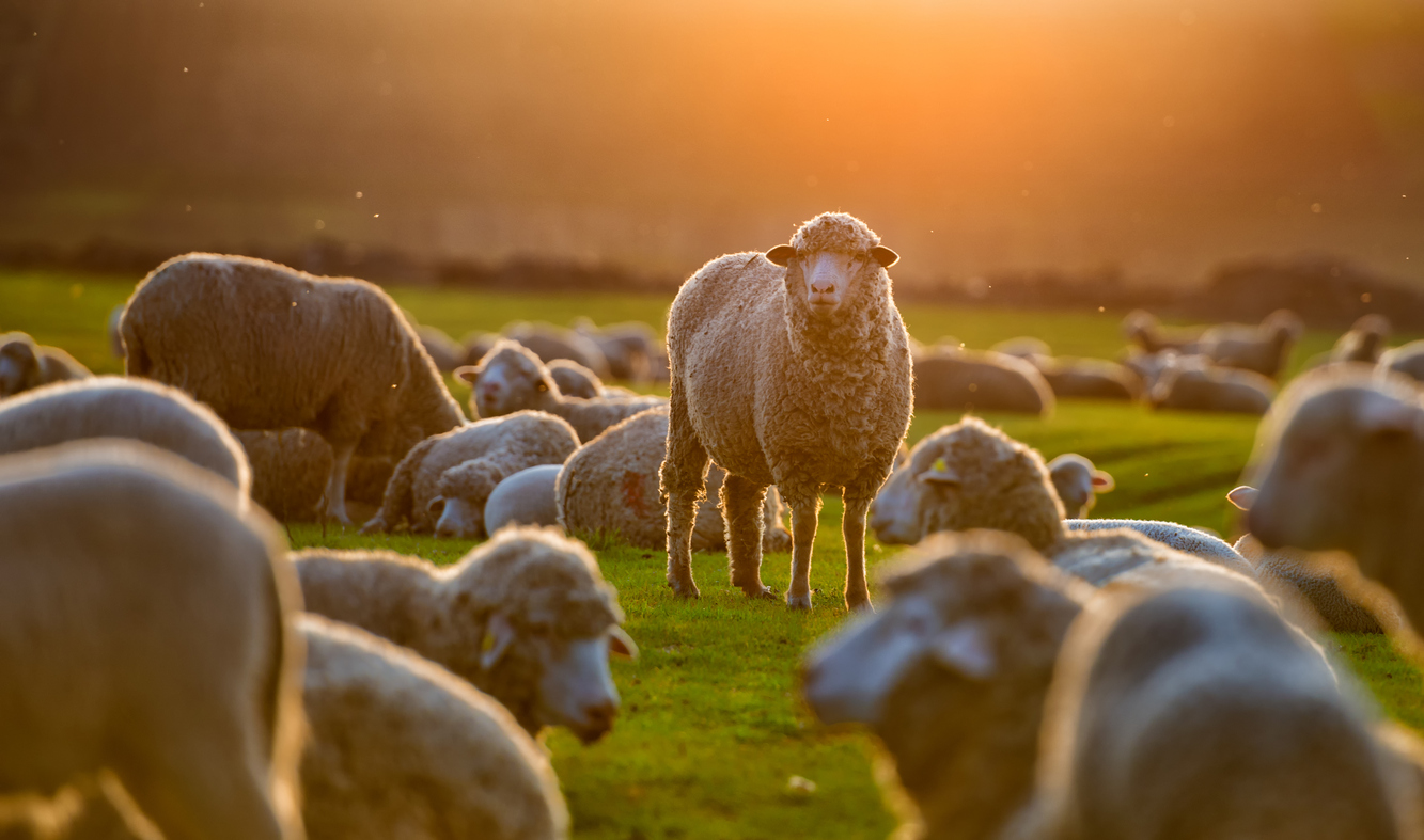 Enough with the sheep jokes.