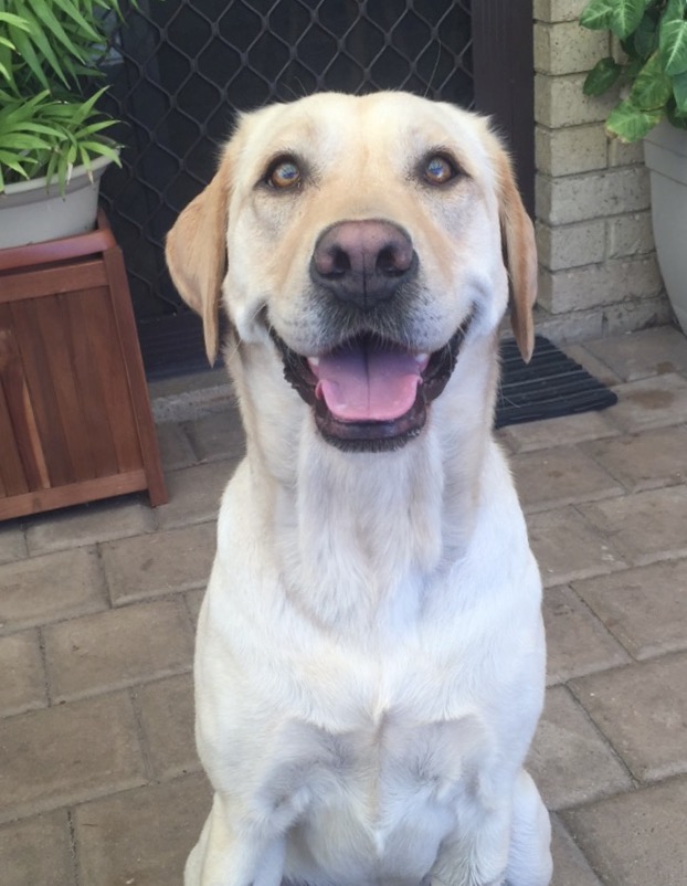 Pet Dog Stabbed To Death While Being Walked Through A Park