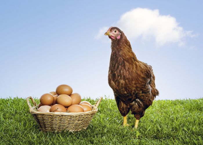 Let's be good eggs and treat our chickens better.