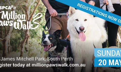 RSPCA Million Paws Walk 2018