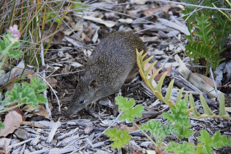 : Researchers say fungal spores in quenda droppings are helping tuart trees survive. Picture: Narelle Dybing