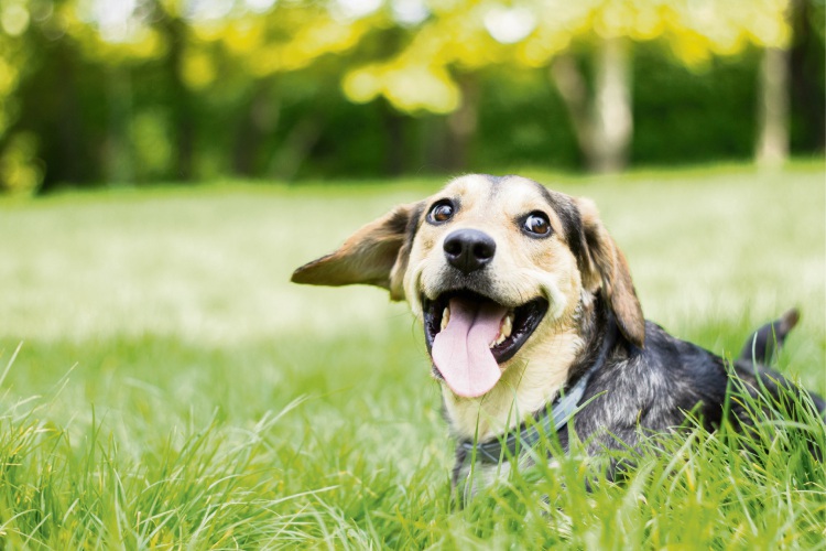 Keeping our dogs happy and healthy.