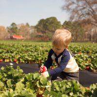 Young boy picking strawberries