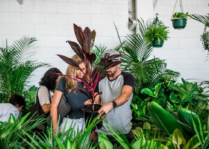The Jungle Collective plant sale. Photo credit: Mooikin