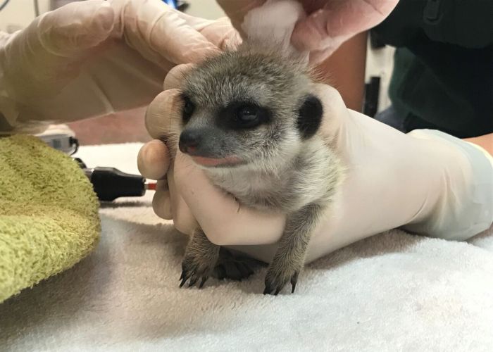 The baby meerkat was given a full vet examination at Perth Zoo after being missing for 48 hours.