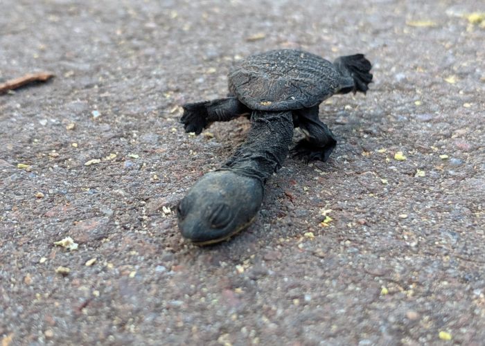 Photo: Turtle Oblonga Rescue and Rehabilitation Network/Facebook