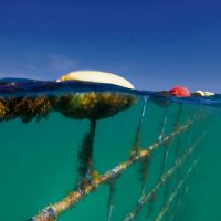 Quinns Beach shark barrier. Picture: Global Marine Enclosures
