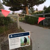 Magpie warning sign at Trigg's Clarko Reserve. Photo: Justin Bianchini