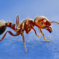 Red imported fire ant. Photo: ocvector.org