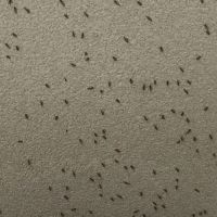 Midges in Mr Trott's house. Picture: Geoff Trott.