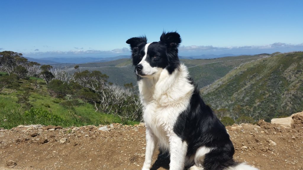 How's the serenity? We all take in the views at Mount Hotham.