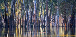 Ann Killeen's prize winner photo 'floodways'