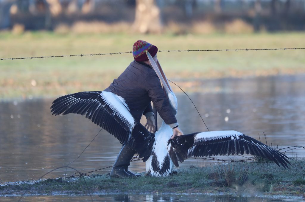 Photographer Ann Killeen frees a pelican