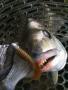 iMick