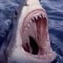 Great_White