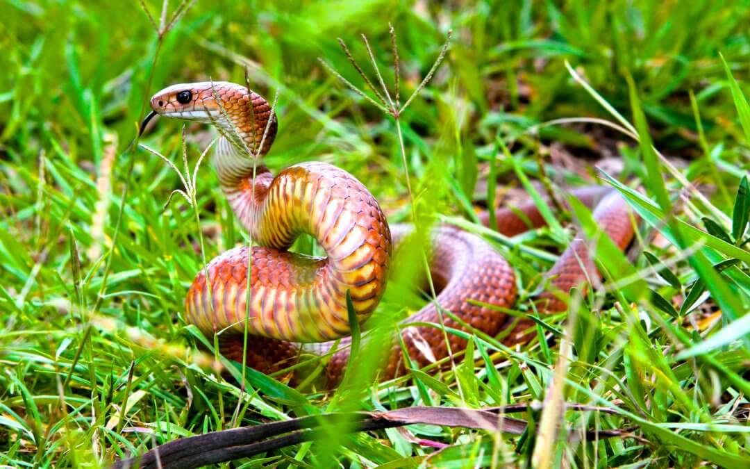 Be on the look out for snakes