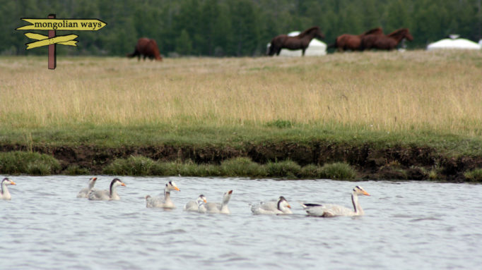 Bar Headed Goose Bar Headed Goose