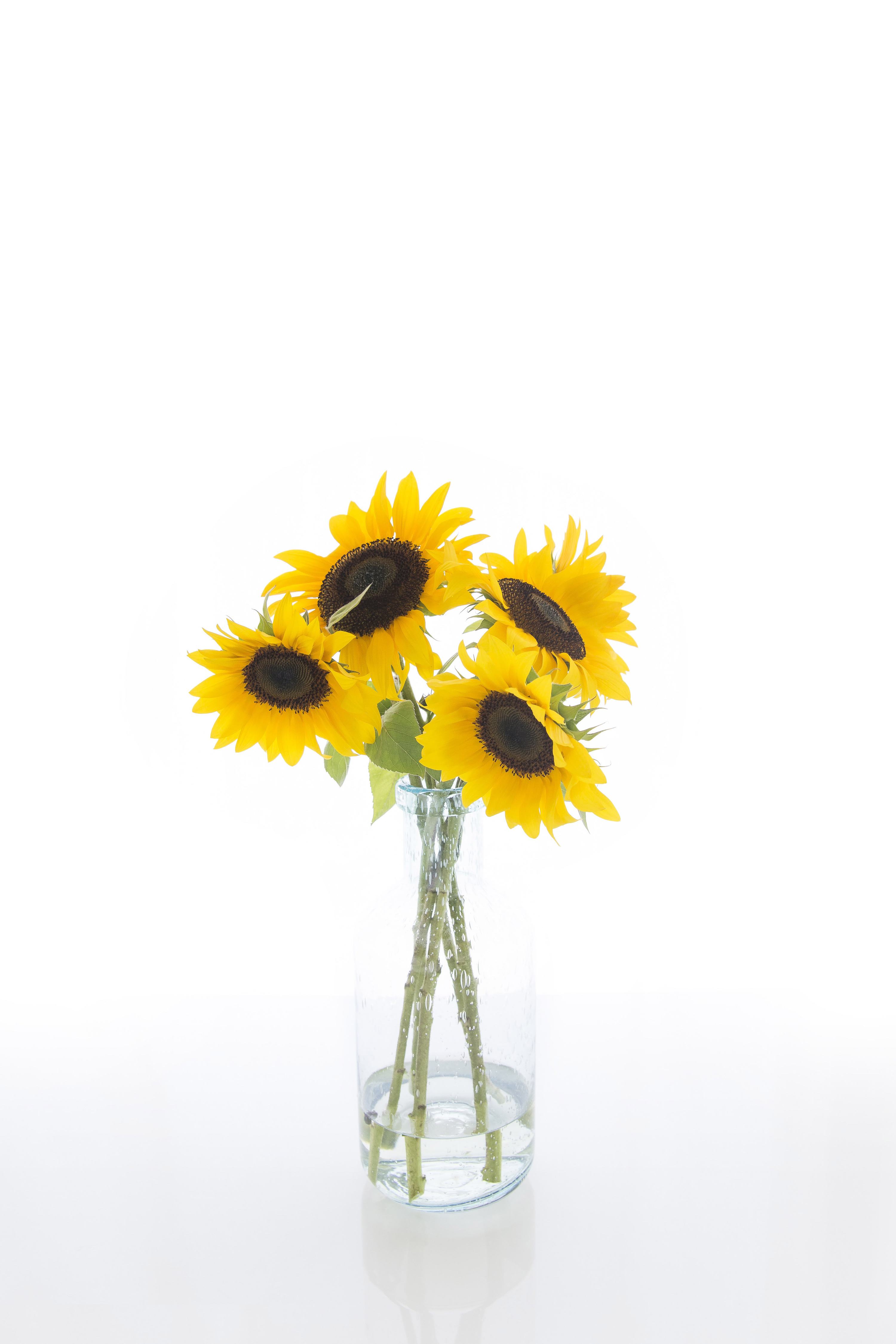 Sunflowers in a jar by Oh Tilly Sunflowers in a jar by Oh Tilly