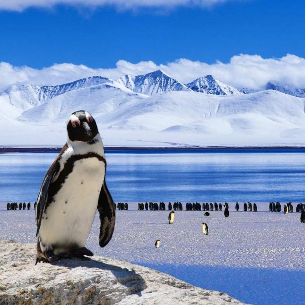 Film Screening - Antarctica, score by Nigel Westlake