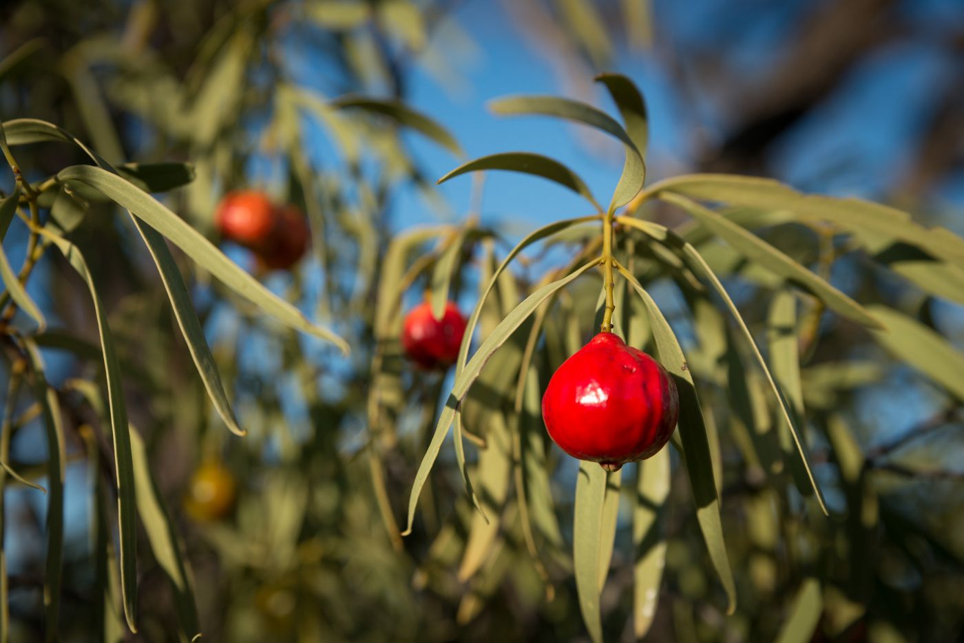 Top 5 Climate-Resilient Enterprise Ideas for New South Wales