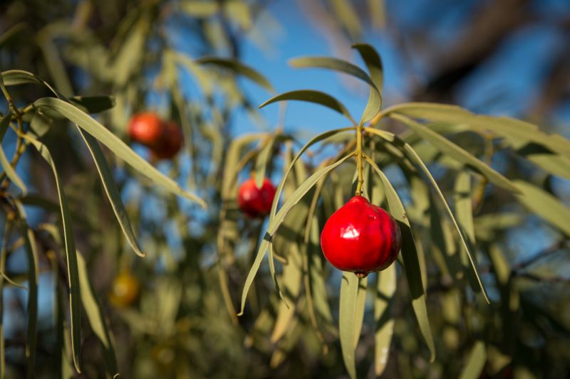 Top 5 Climate-Resilient Enterprise Ideas for New South Wales