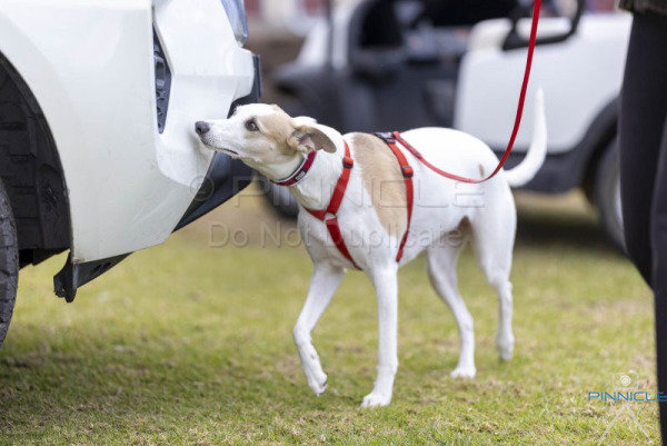 Border Terrier Trial - 18 July 2025 - Adv Cont Ex Vehicles