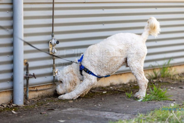 WSSW - 13 Sep 25 - Nov Ext - Ultimate - Masters Ext