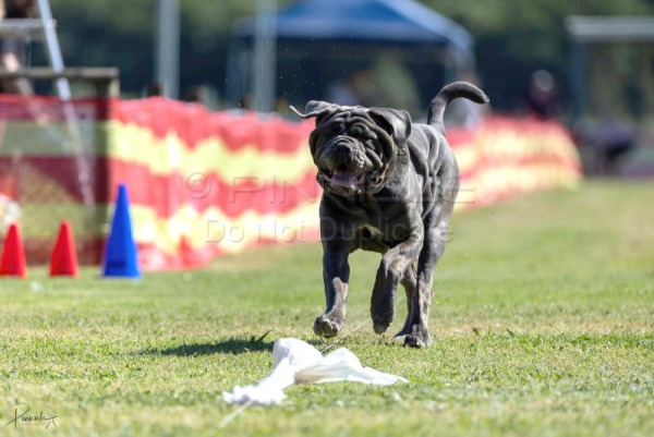 Sprint Dog - Field Spaniel Club of NSW - 10 Oct 2025
