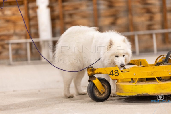 Dobermann Club - 16 Nov 2025 - Adv Containers & Vehicles