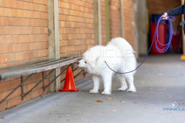 Inner Sydney - 23 Nov 2025 - Advanced Exterior
