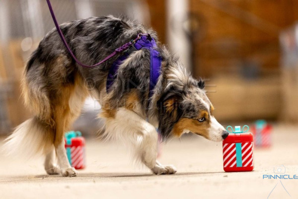 Dobermann Club - 28 Nov 2025 - Masters Containers