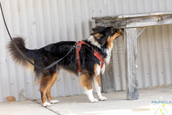 Lake George & Wamboin DKC - 6 Dec 25 - Advanced Exteriors