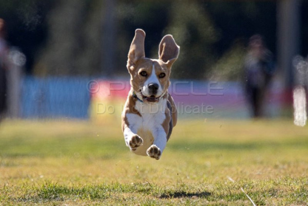 Sprint Dog - Dogs NSW Sprint Dog Working Party - 7 August 2026