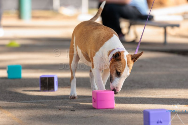 One Pack Dog Training Club - 17 October 2026