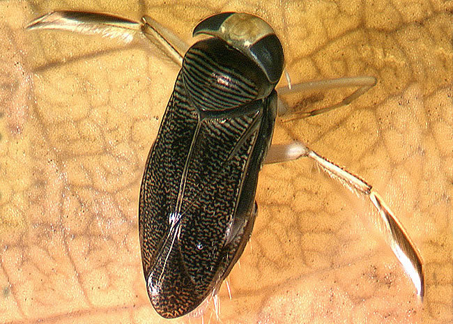 The water boatman (Corixidae: Sigara) is a macroinvertebrate.