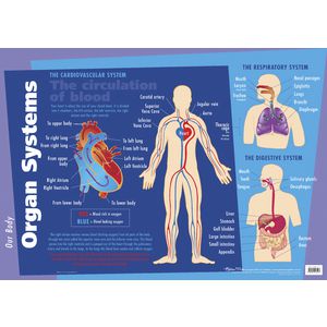 Gillian Miles Major Organs and Muscular Chart