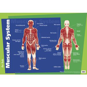 Gillian Miles Muscular System Wall Chart