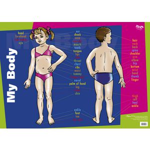 Gillian Miles My Body Wall Chart