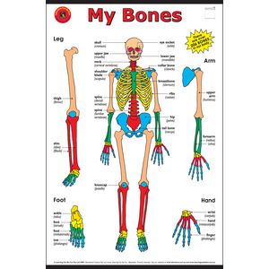 Learning Can Be Fun My Bones Chart
