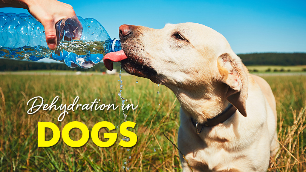 Dehydration in Dogs Highfields Vet Surgery Toowoomba Vet