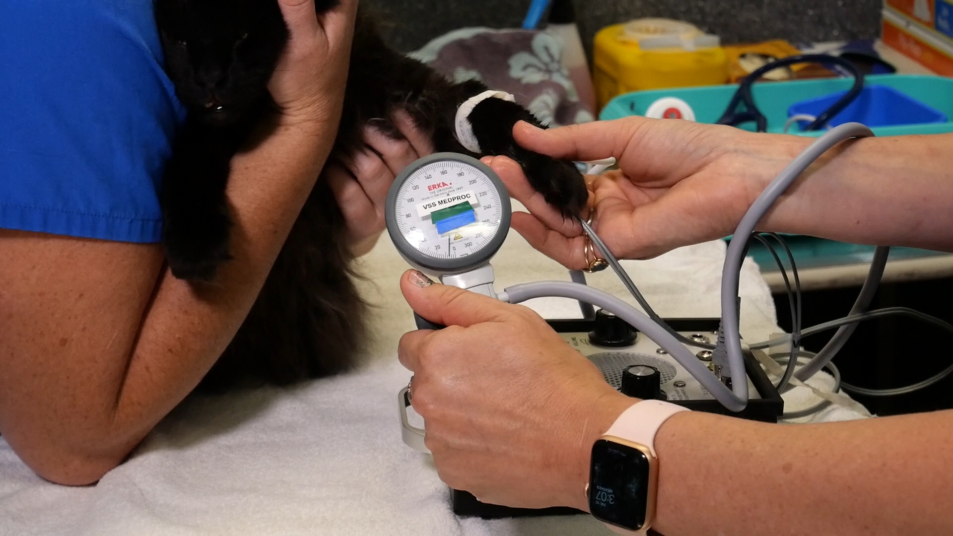 Performing a blood pressure measurement in a cat