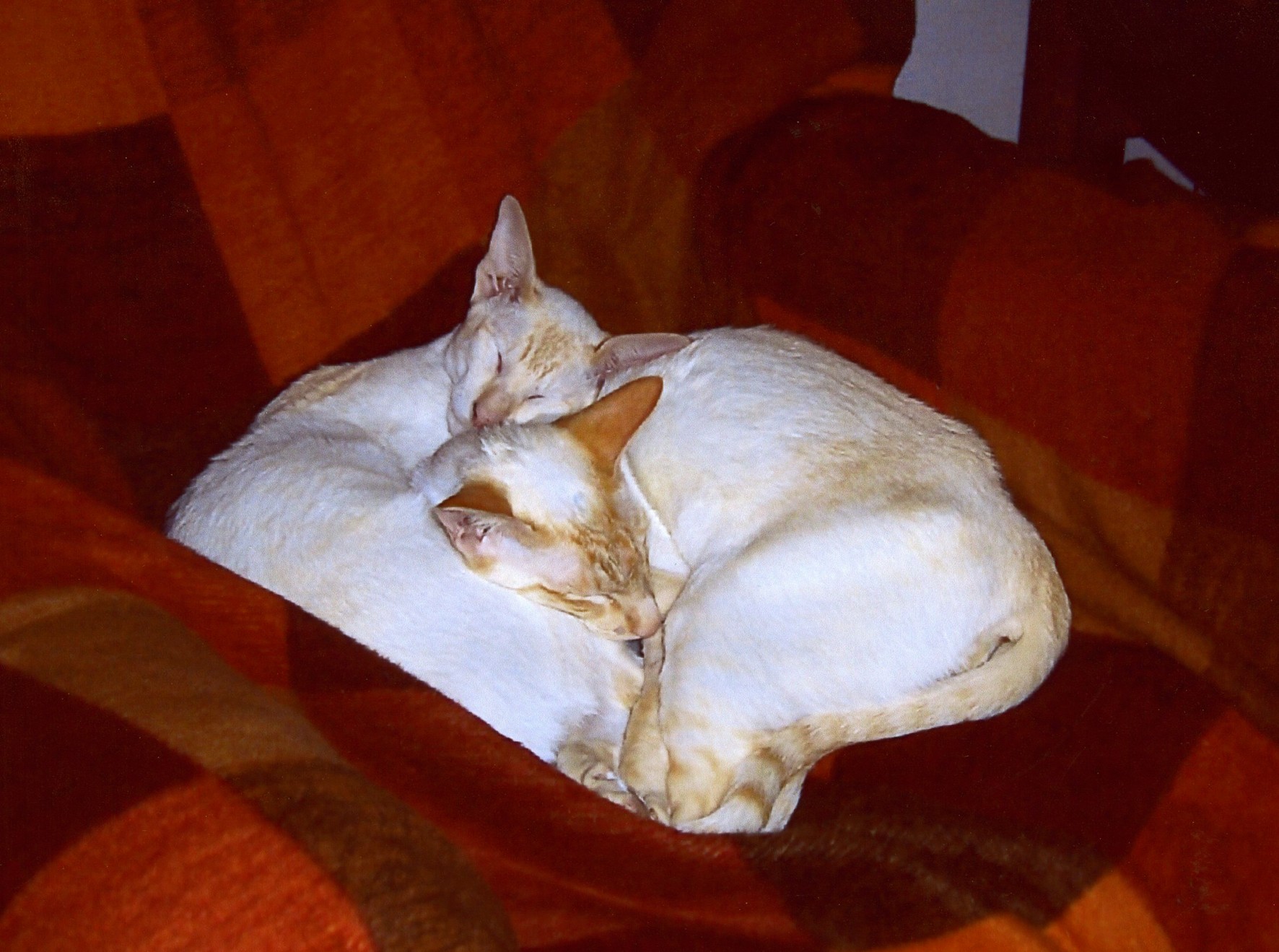 Grieving after the loss of your cat Cat Specialist Service