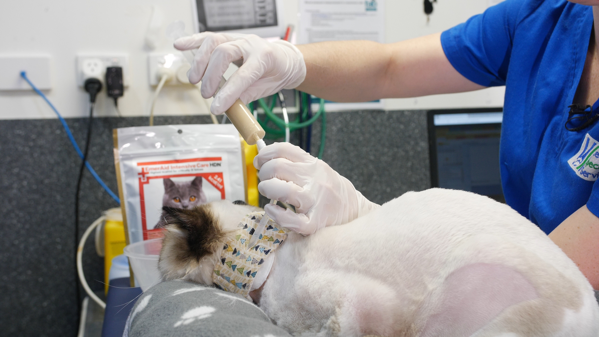 Administer an oesophagostomy tube feed for your cat Vets